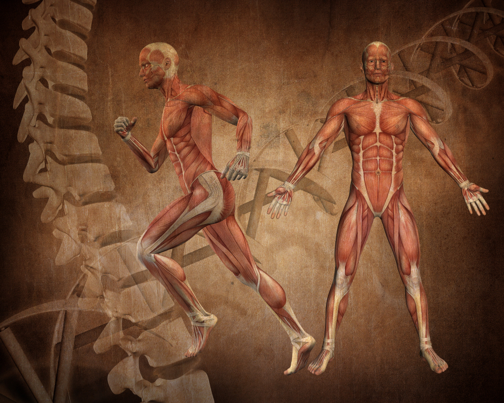 Darstellung einer Wirbelsäule, eines laufenden männlichen Körpers und eine stehenden Körpers, Muskeln und Knochen